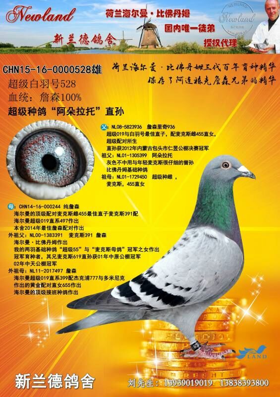 超级种鸽"阿朵拉托"直孙