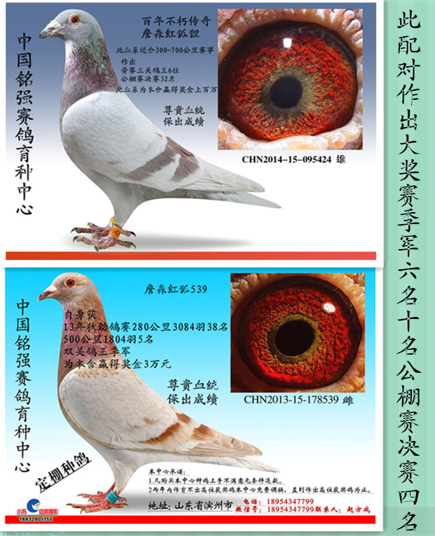 红狐超级配对