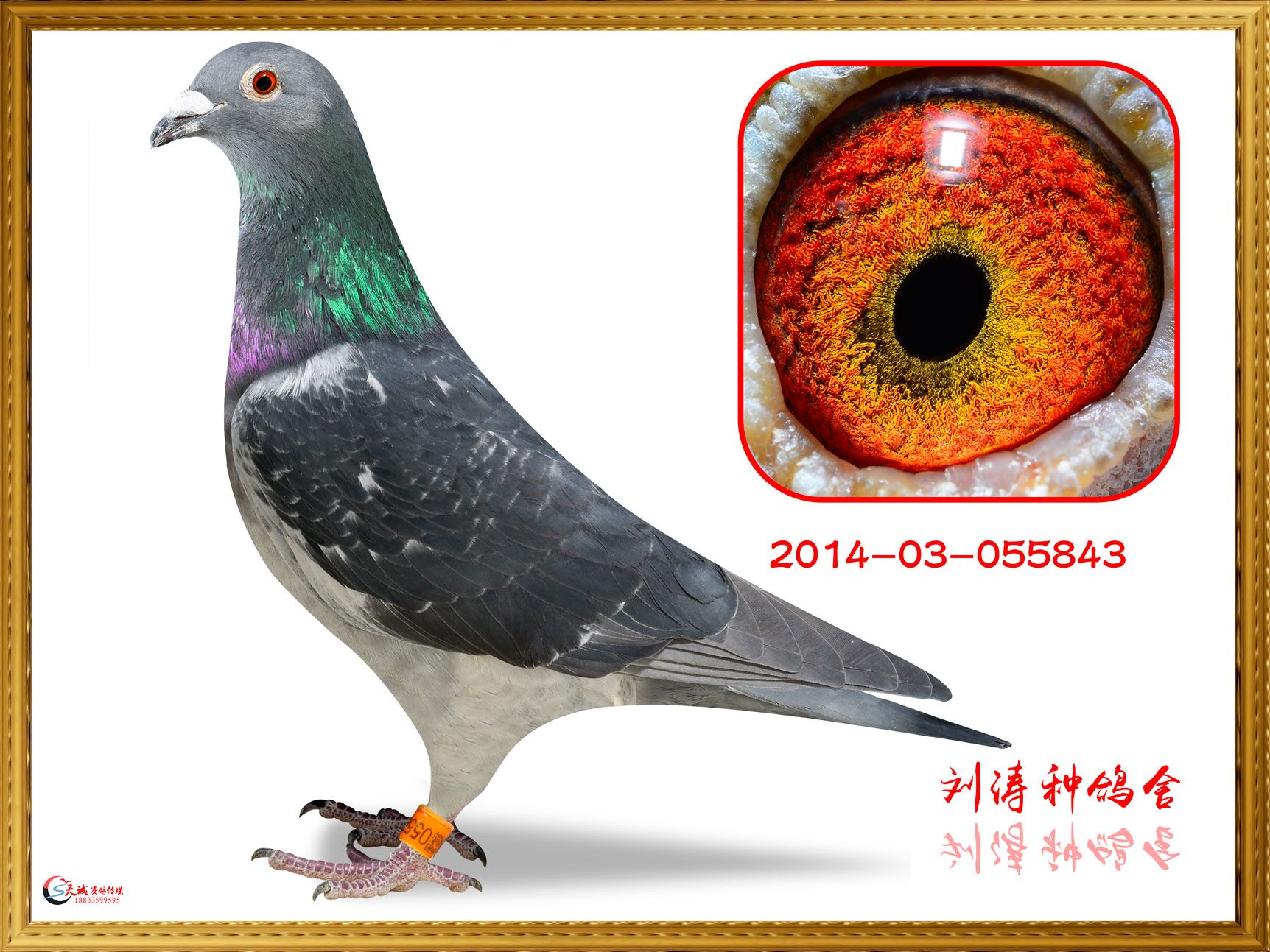 16ػʍuBOB3008ĸH