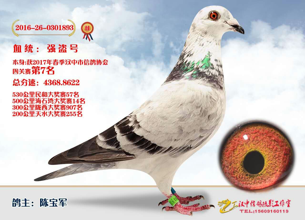 信鸽特征