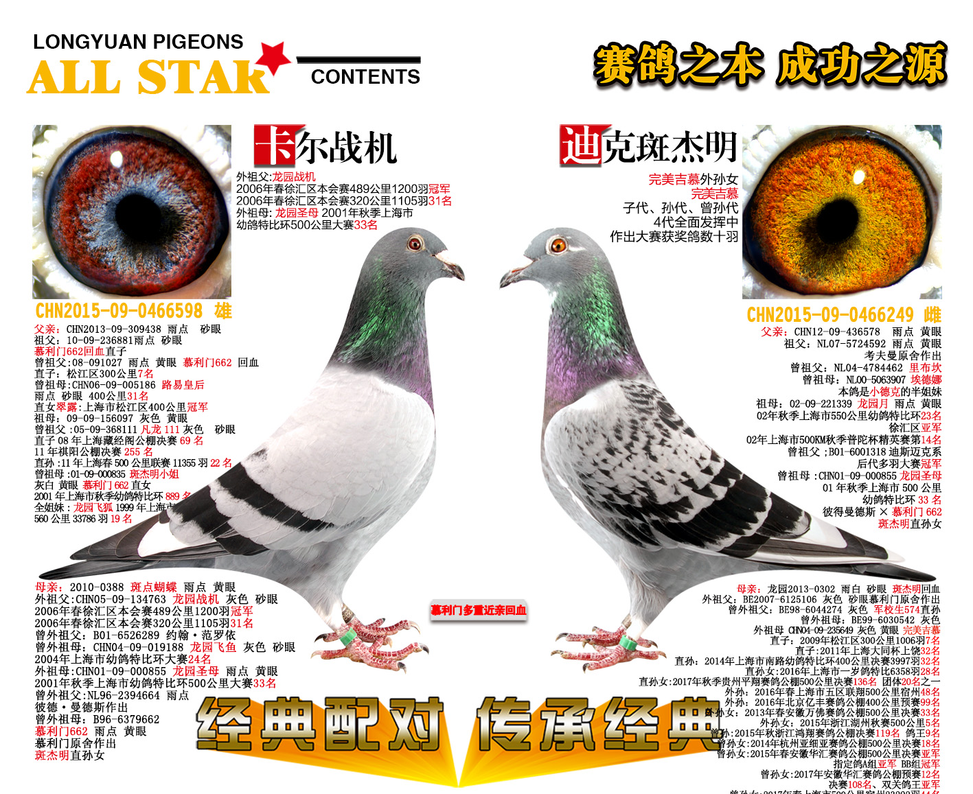 慕利门经典配对_上海龙园-中信网爱鸽商城