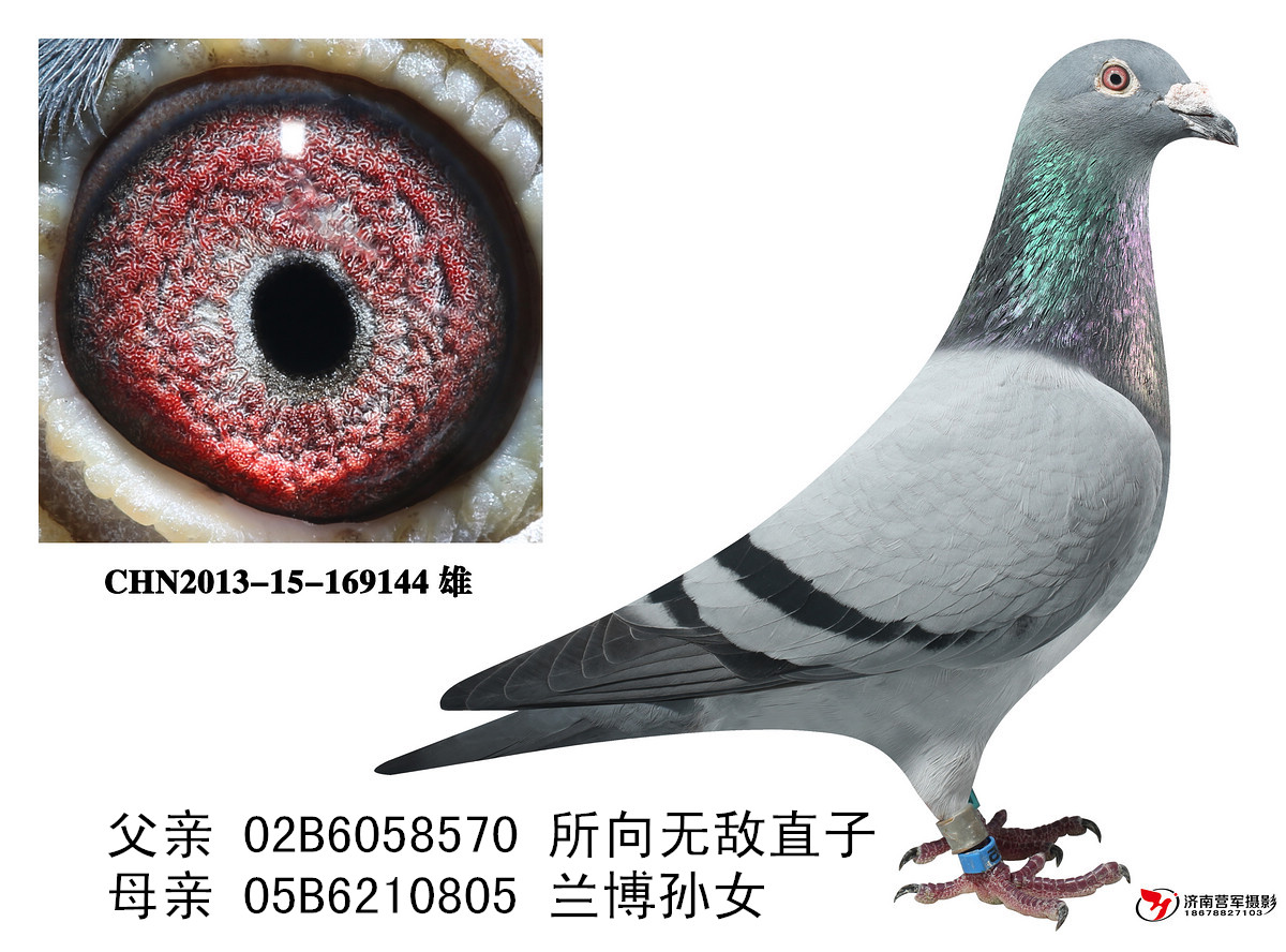 所向无敌直孙-144
