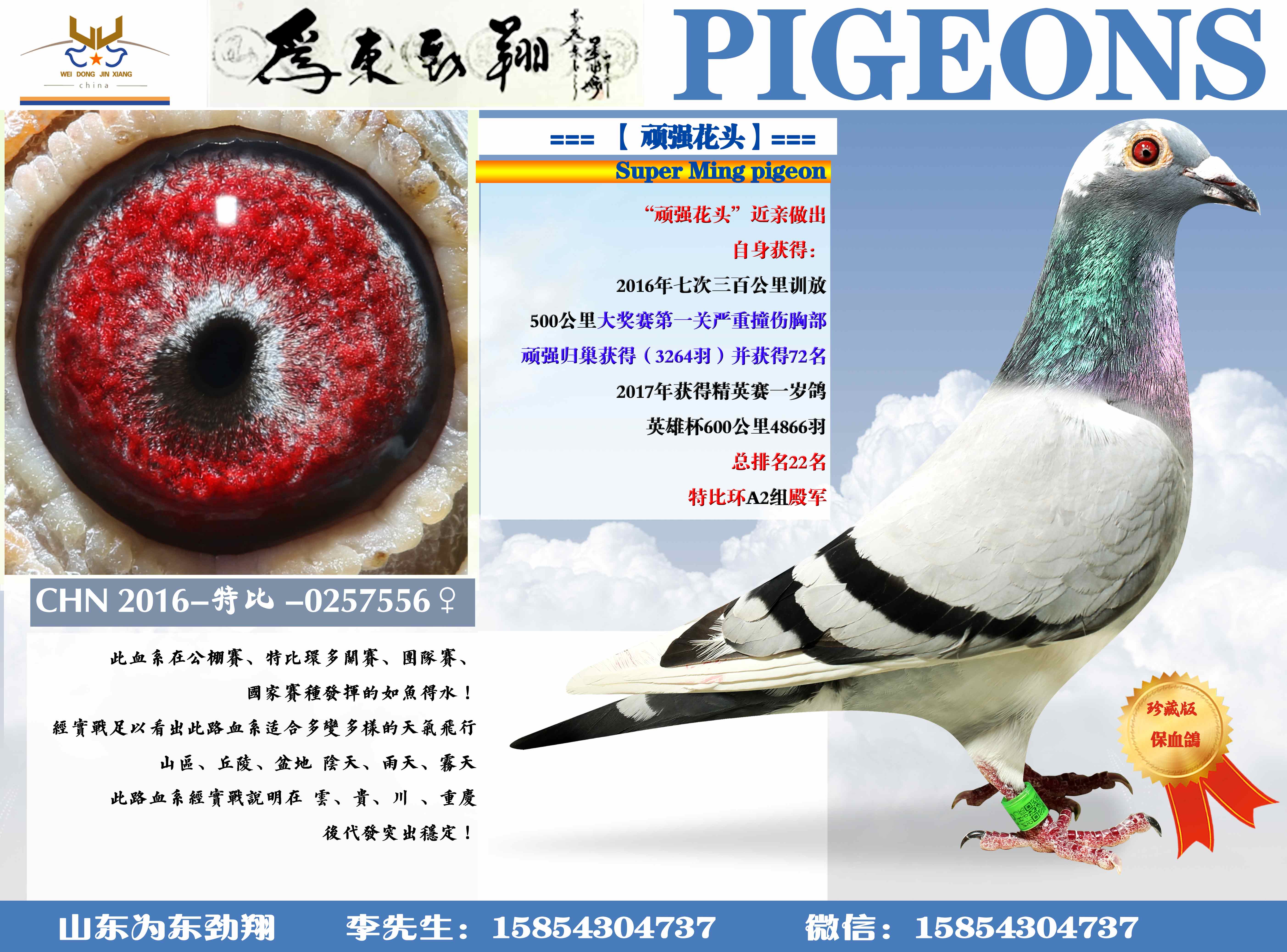 鸽 名: 【 顽强花头】                羽 色: 灰白条