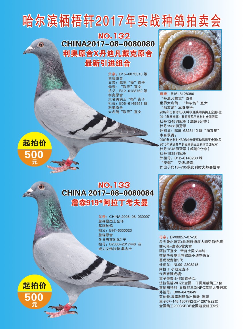 信鸽特征