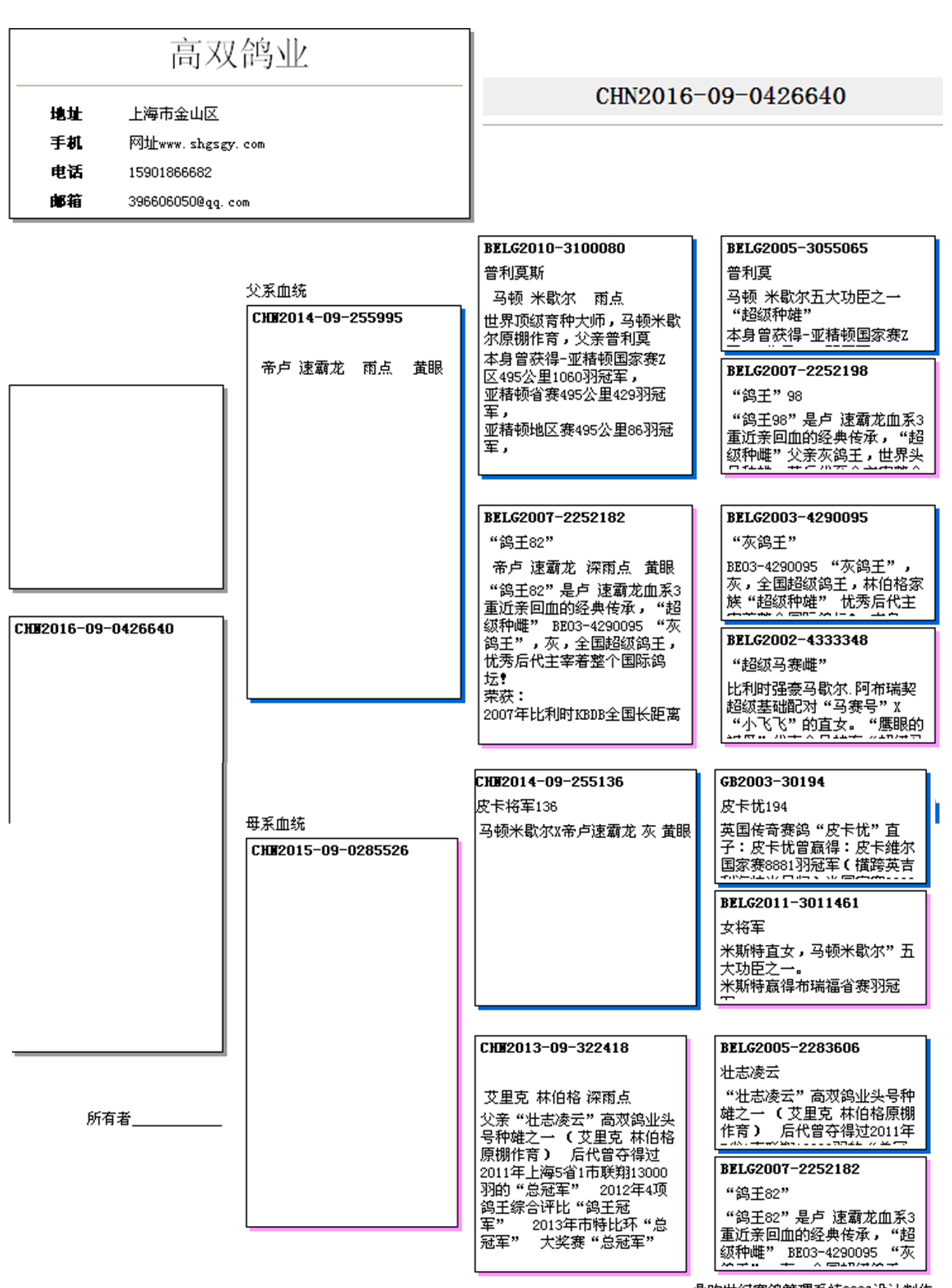 "普利莫斯"直孙_高双鸽业-中信网爱鸽商城