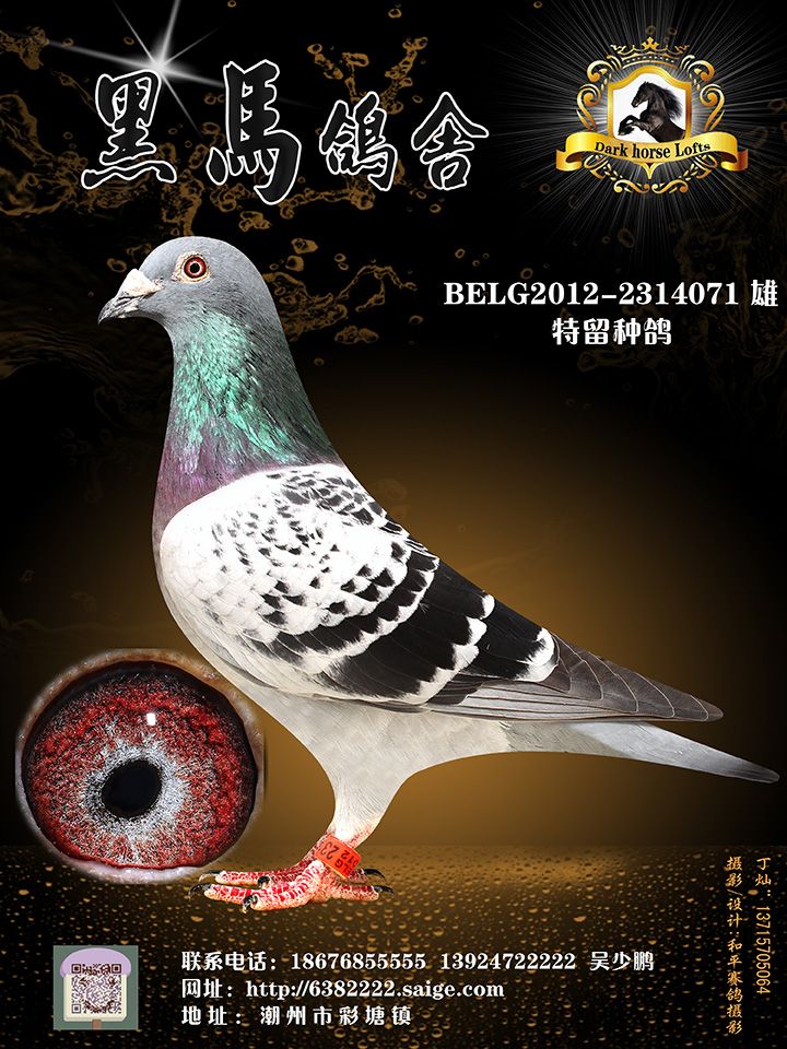 特留种鸽15_黑马鸽舍-中信网爱鸽商城