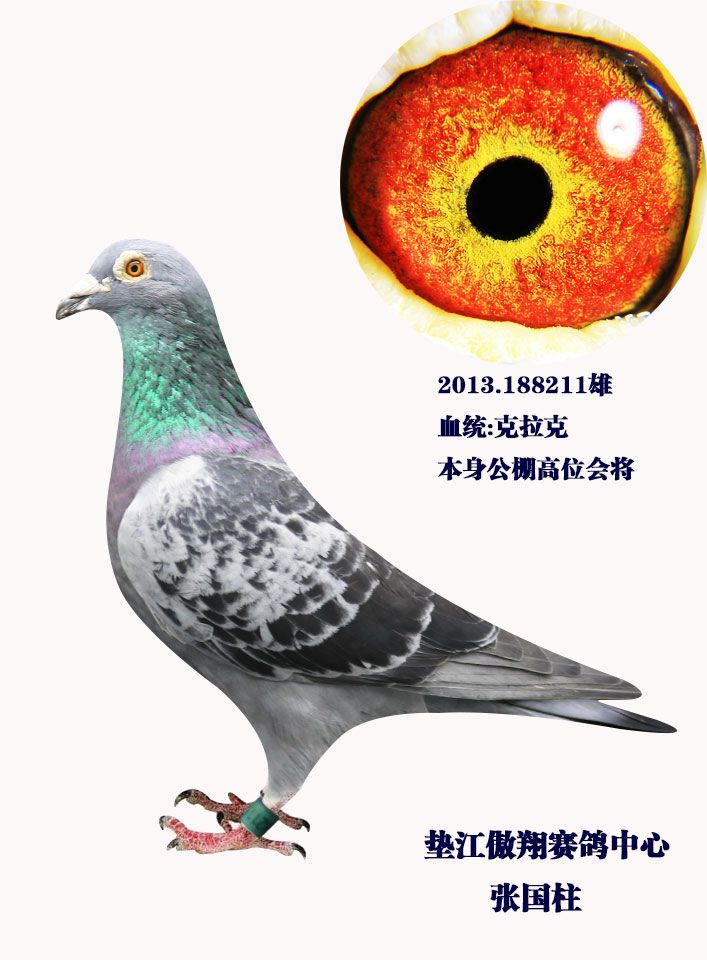特征                  编 号: 560601                鸽 名: 克拉克