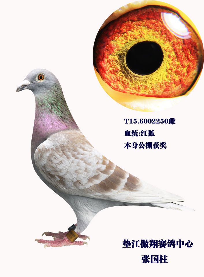 红狐_重庆市垫江天翔鸽业_ ag188.com爱鸽商城_中国