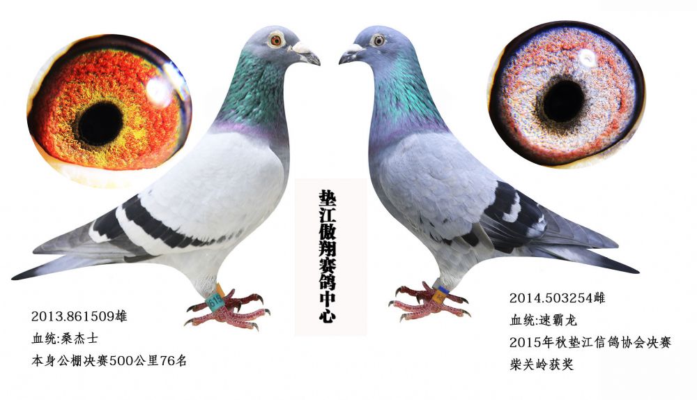 桑杰士,速霸龙