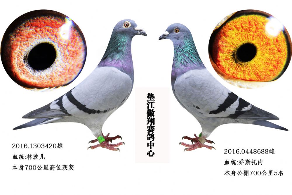 林波尔,乔斯托内