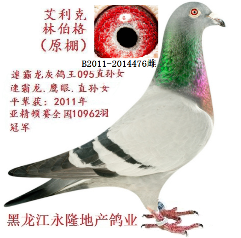 林伯格鹰眼.直孙女-黑龙江永隆地产鸽业-中信网爱鸽