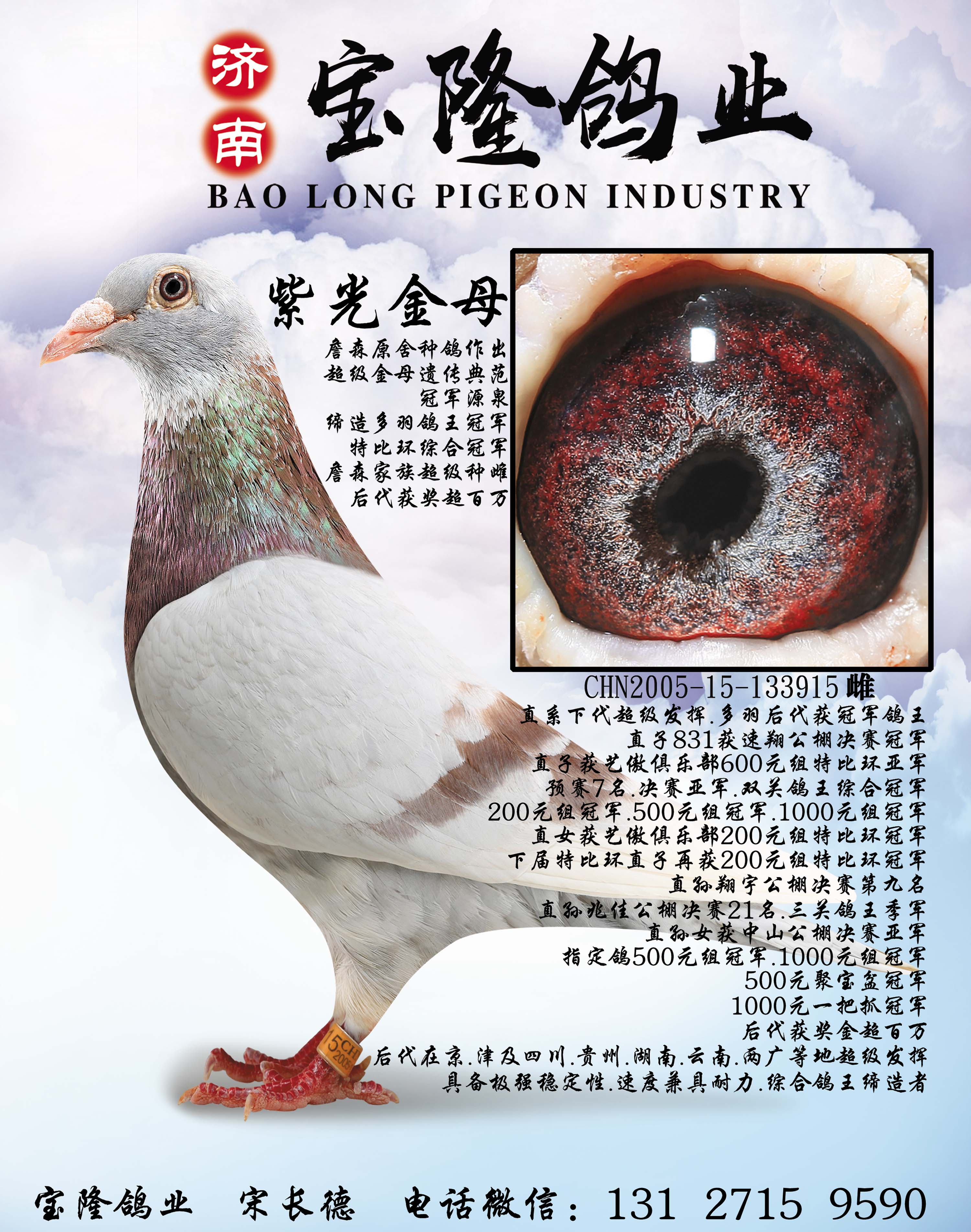紫光金母_宝隆鸽业_ ag188.com爱鸽商城_中国信鸽信息
