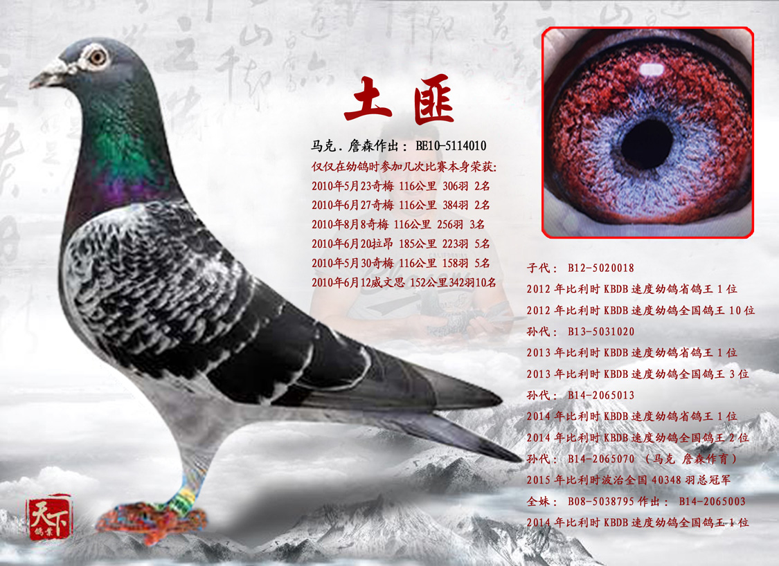 飞扬赛鸽摄影专业制作信鸽照片-中国信鸽信息网 www.chinaxinge.com