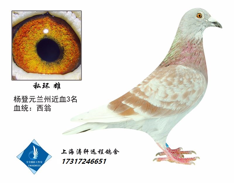 国血西翁_上海涛轩国血吴淞李鸟_ ag188.com爱鸽商城_中国信鸽信息网