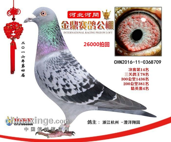 金鼎14名_澄洋·翔圆鸽舍-中信网爱鸽商城