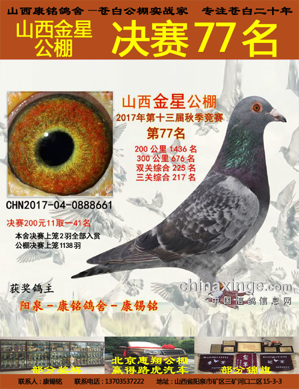 信鸽特征
