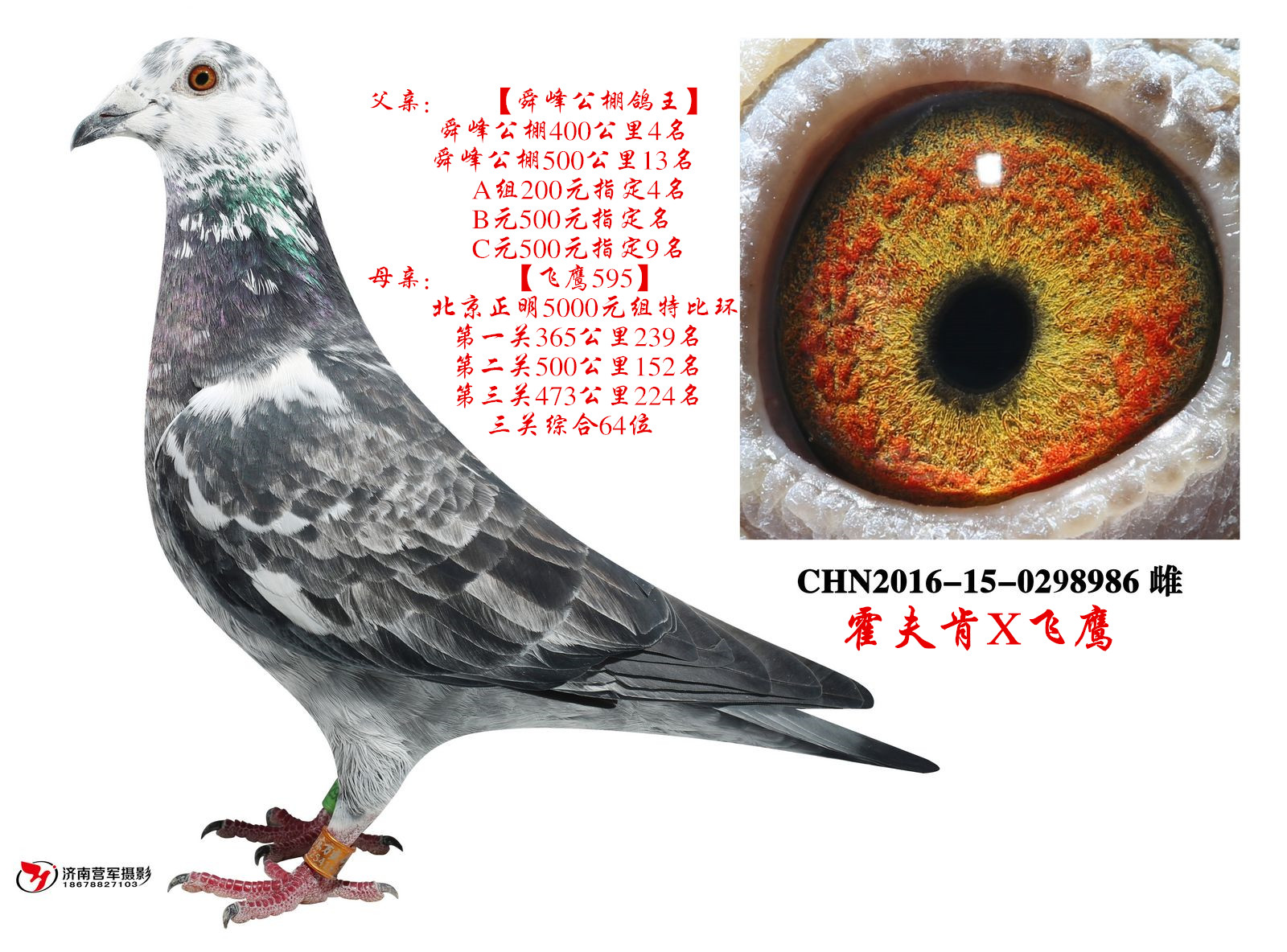 霍夫肯x飞鹰_万盛鸽业_ ag188.com爱鸽商城_中国信鸽