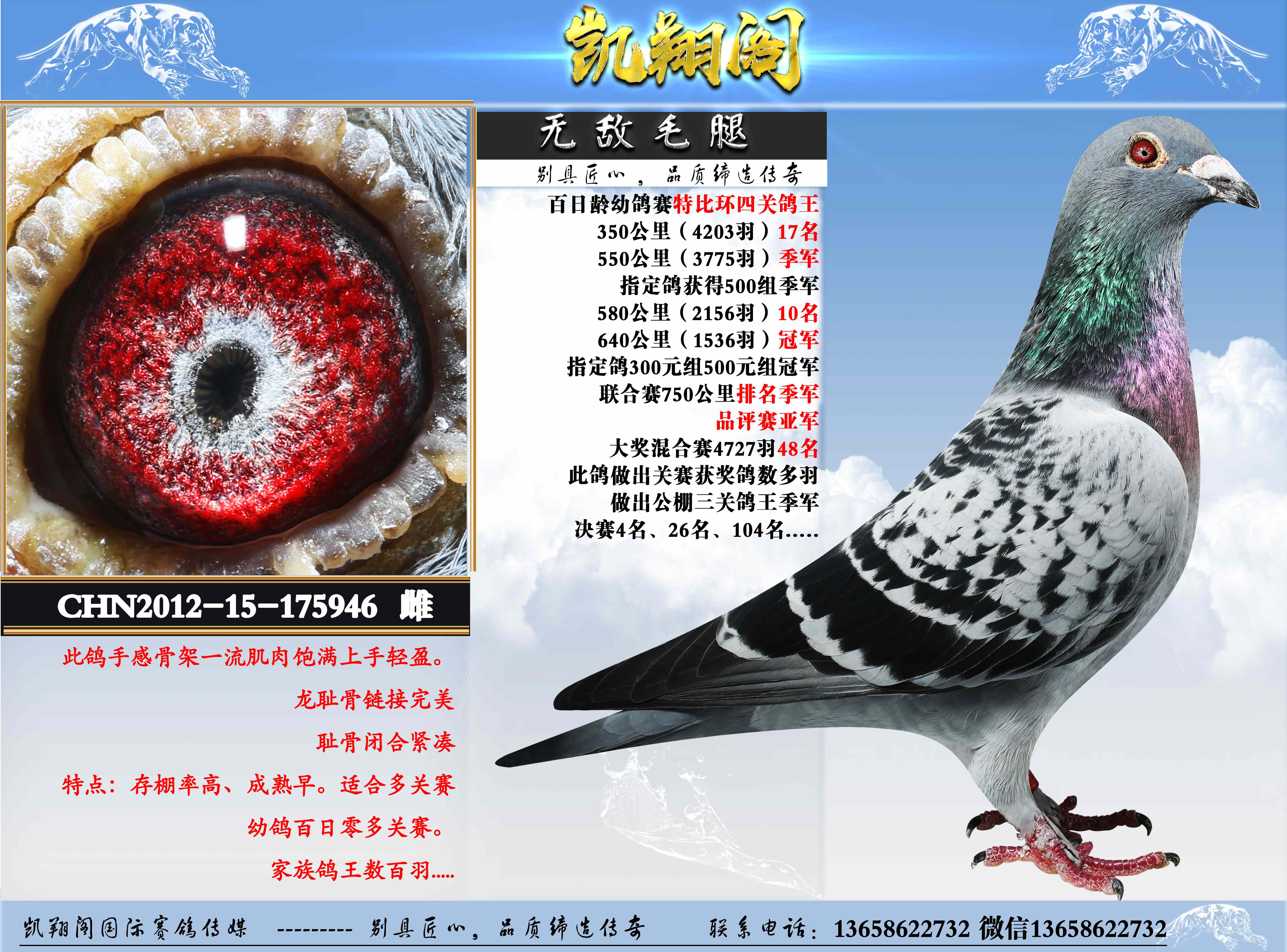 浅斑毛腿