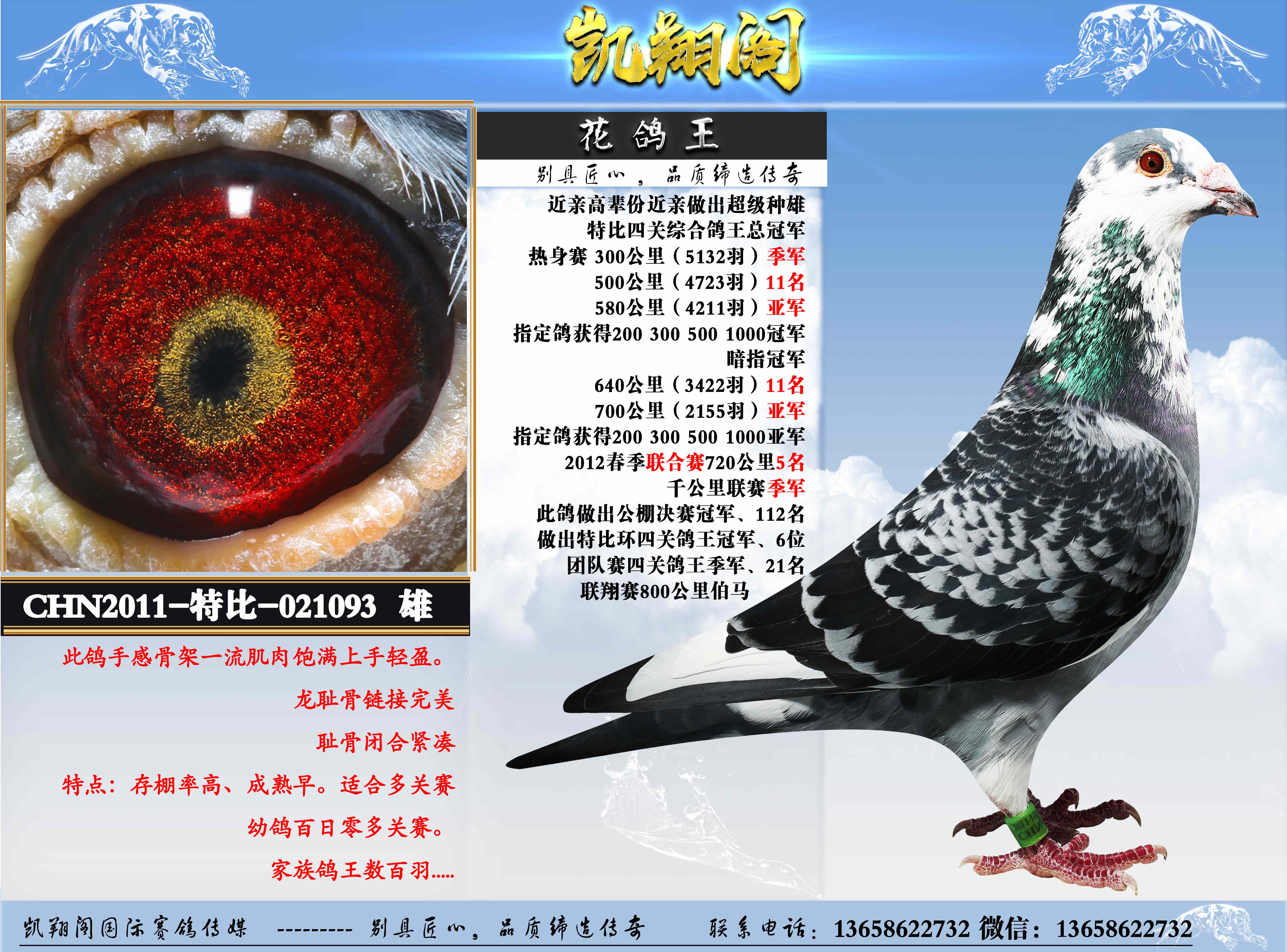 不死必归：上海超远程八月龄幼鸽负伤归巢(图)-中国信鸽信息网