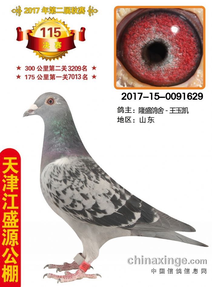 ��ʢԴ����115������