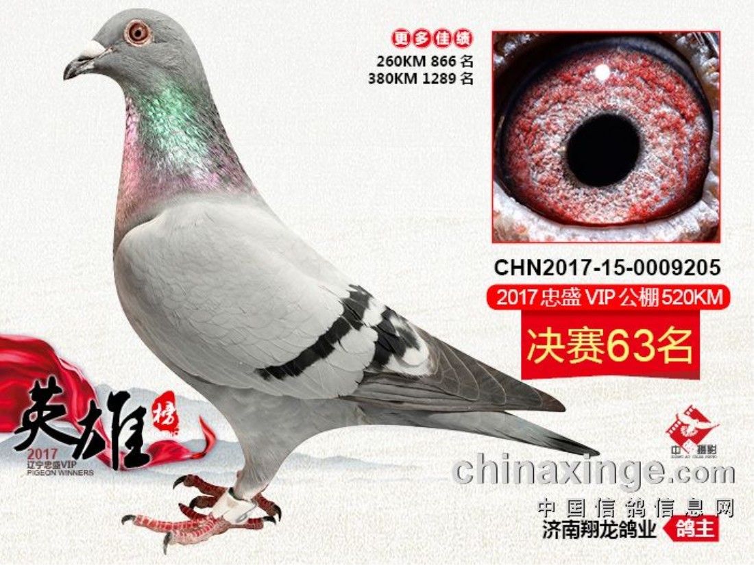 辽宁省辽阳市忠盛vip决赛63名-翔龙鸽业-中信网爱鸽