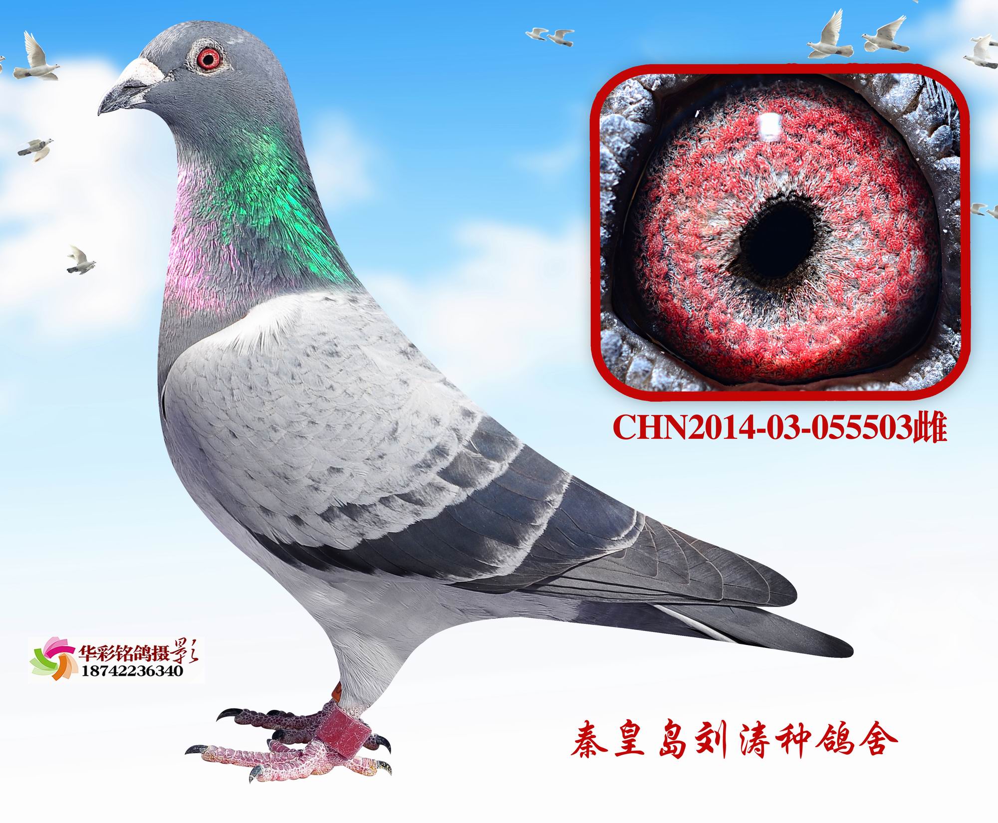 Ӣ503