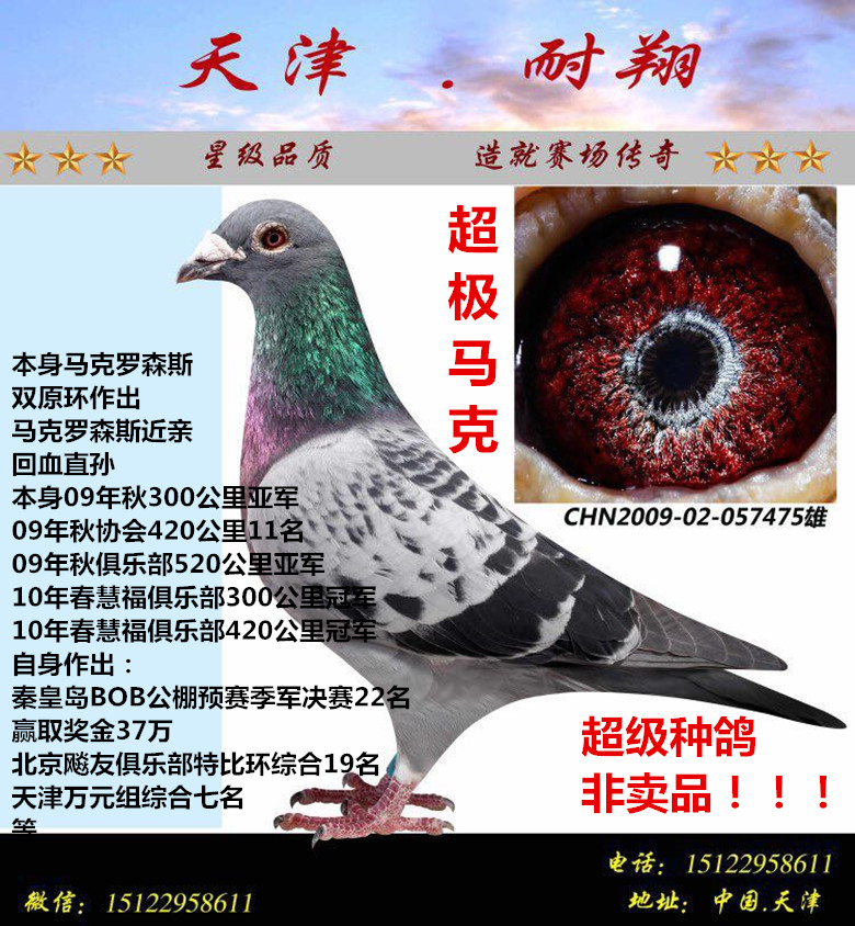 超级马克_天津耐翔鸽业_ ag188.com爱鸽商城_中国信鸽