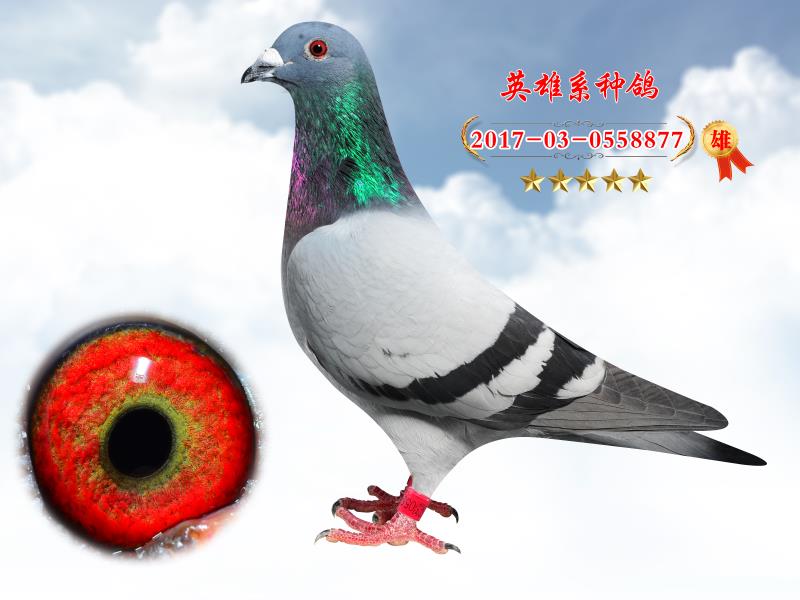 17걱ہ3308ȫ