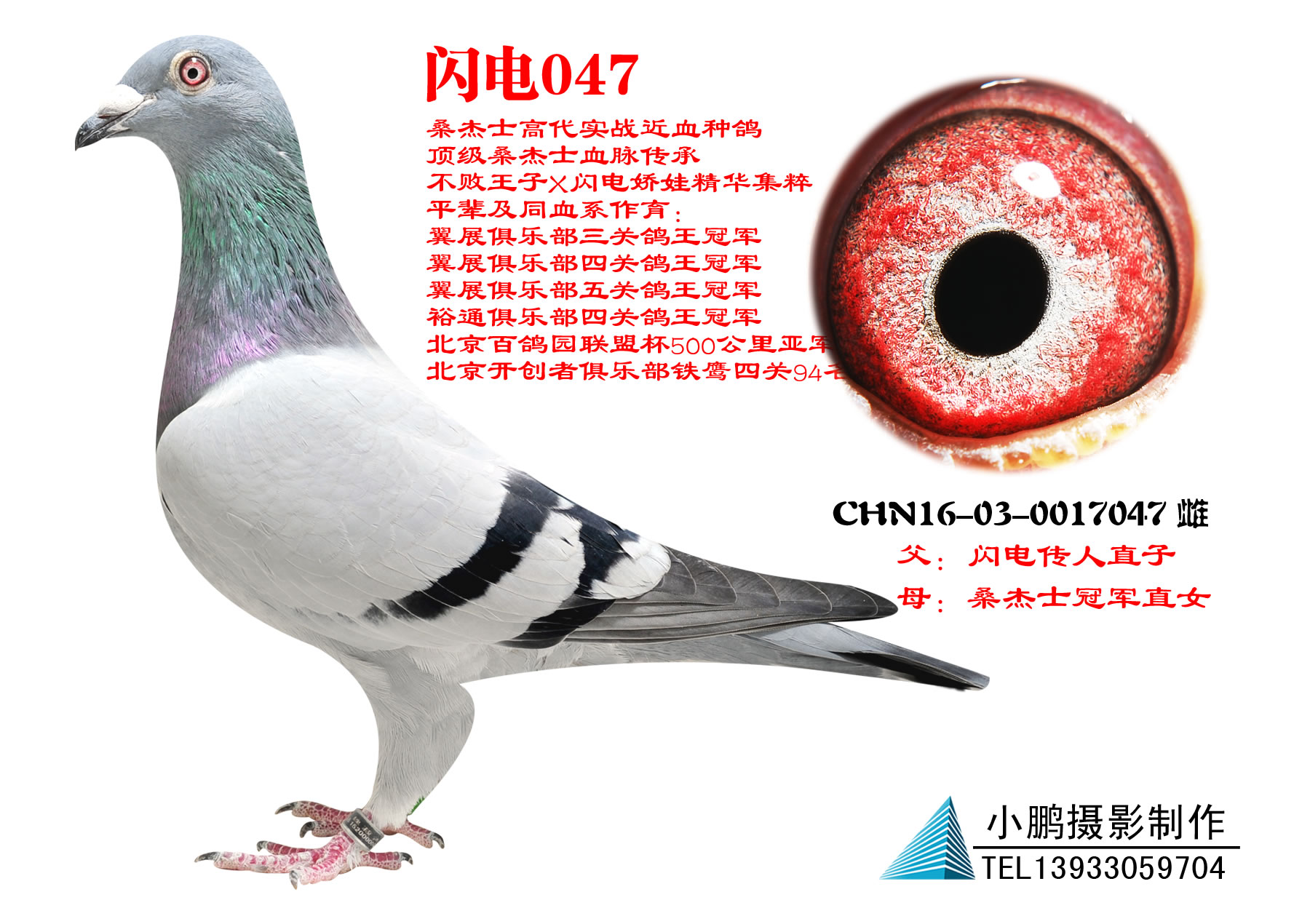 桑杰士 闪电047_河北吉祥-中信网爱鸽商城