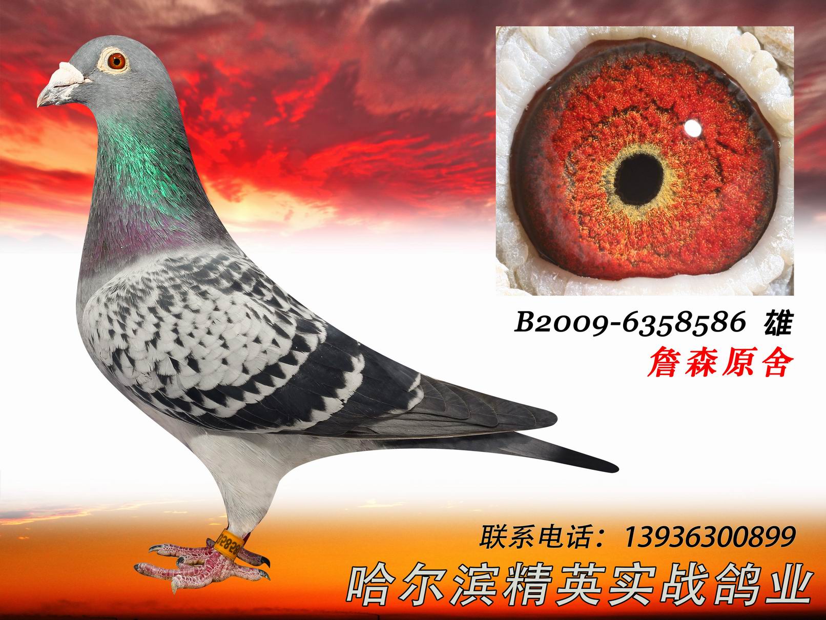 詹森原舍麦克斯