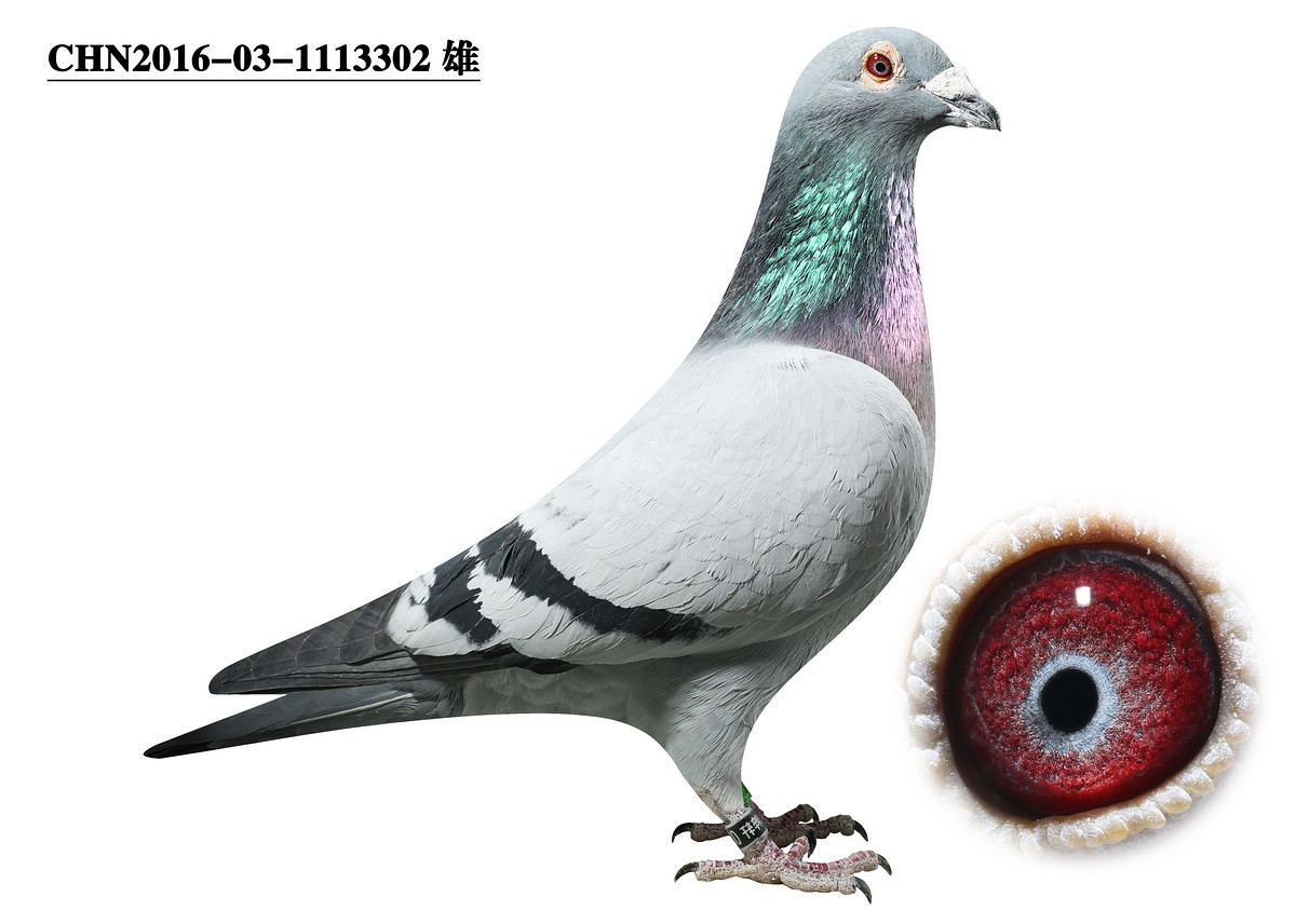 考夫曼x詹森
