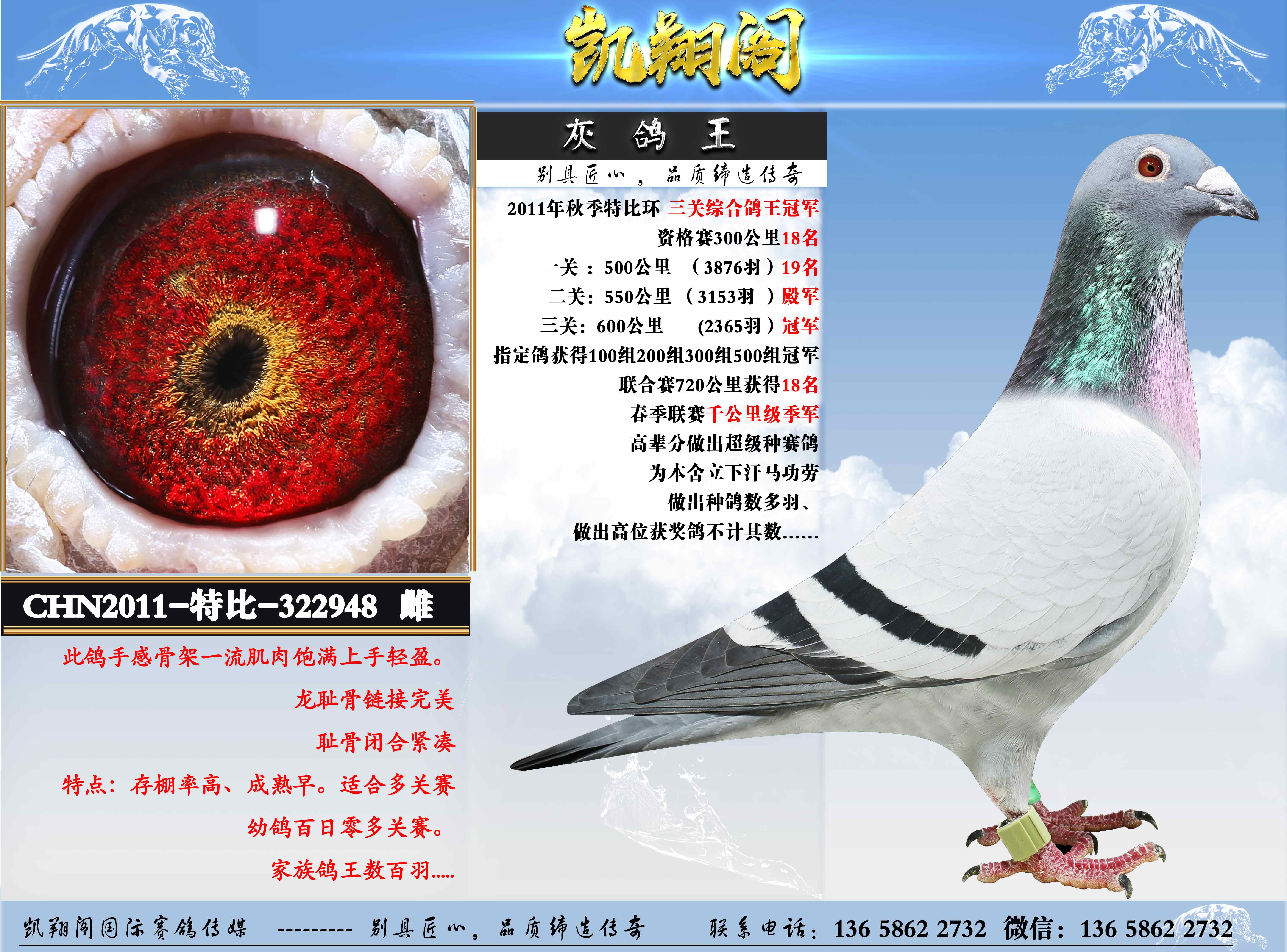 灰鸽王