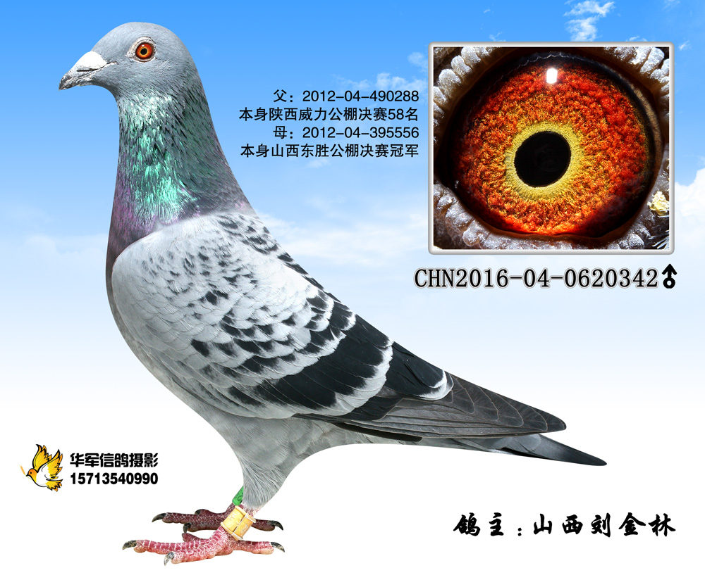 威力公棚决赛58名直子_山西刘金林_ag188.com爱鸽商城