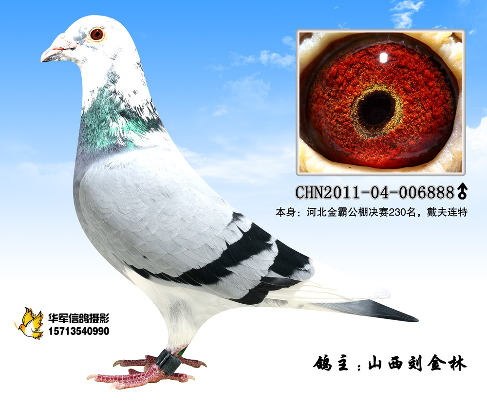 金霸决赛230名-山西刘金林-中信网爱鸽商城