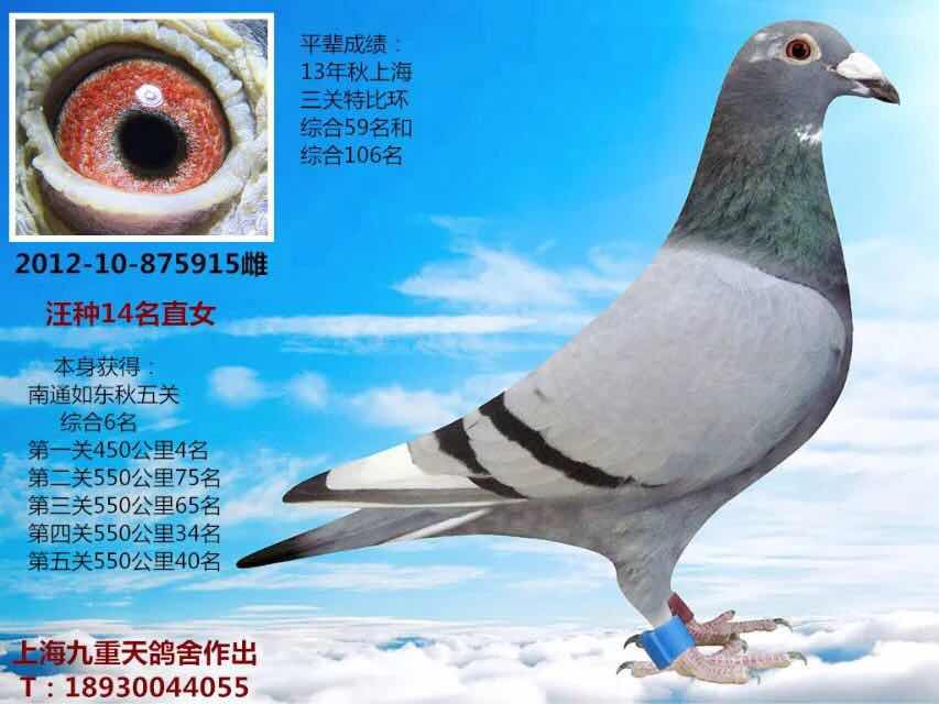 汪种五关鸽王6名