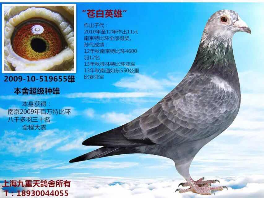 信鸽特征