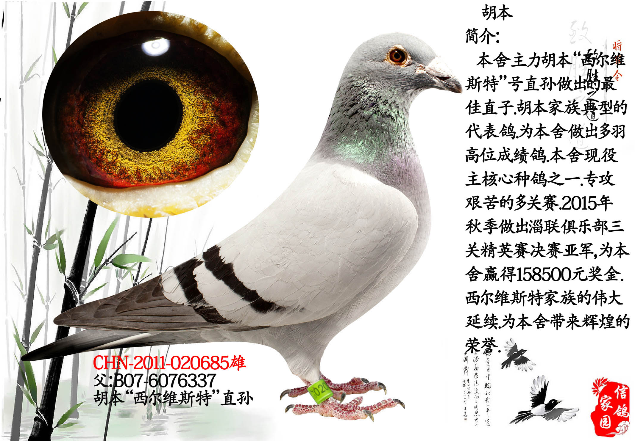 胡本家族,现役顶级种公.基础原种鸽