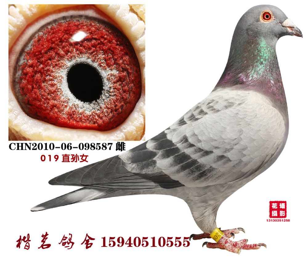 冬日019_楷茗鸽舍_ ag188.com爱鸽商城_中国信鸽信息网