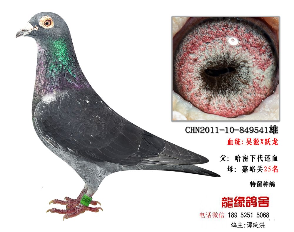 qq 鸽友圈 信鸽特征                  编 号: 568479