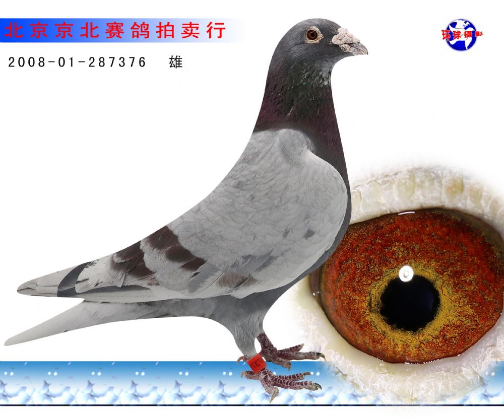 本舍超级种鸽 子代高位入赏