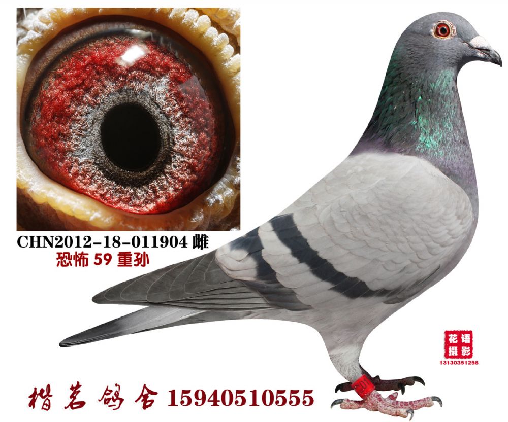 信鸽特征