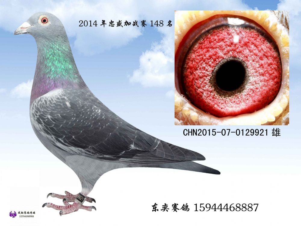辽宁忠盛公棚加站赛148名_东奕赛鸽-中信网爱鸽商城