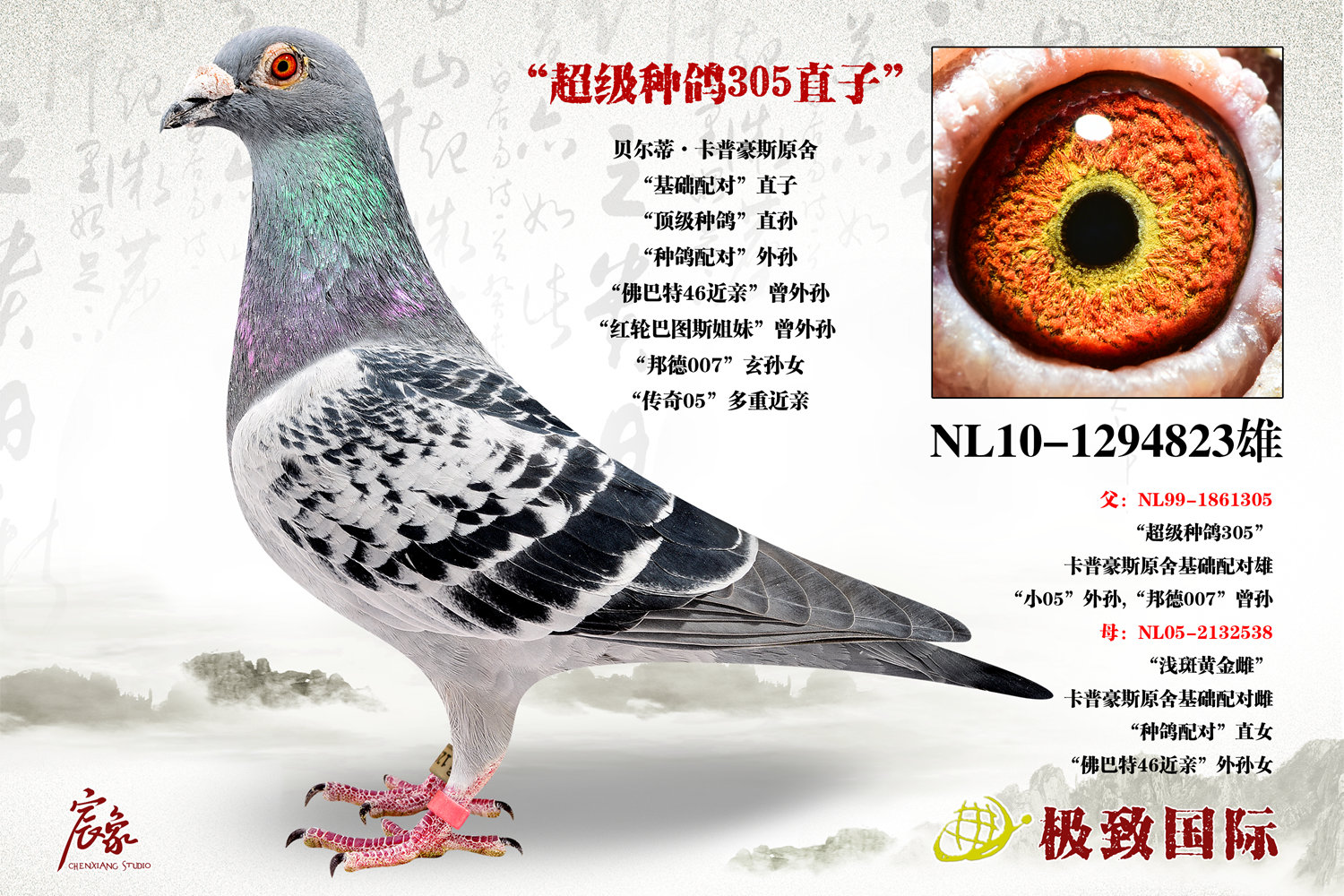 "超级种鸽305"