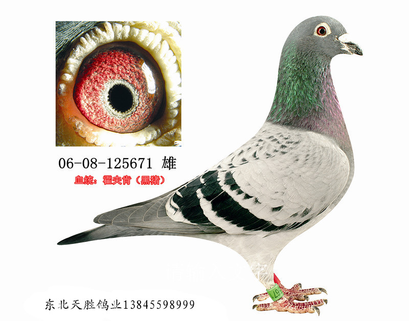 霍夫肯(黑猪)最高辈份