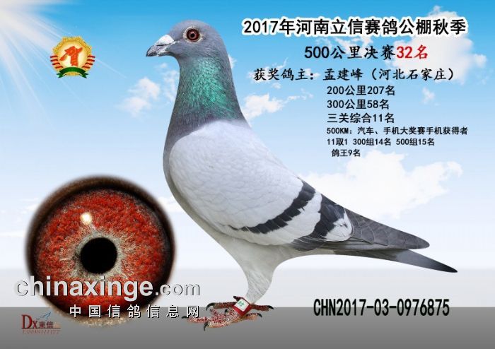2017年工棚成绩鸽