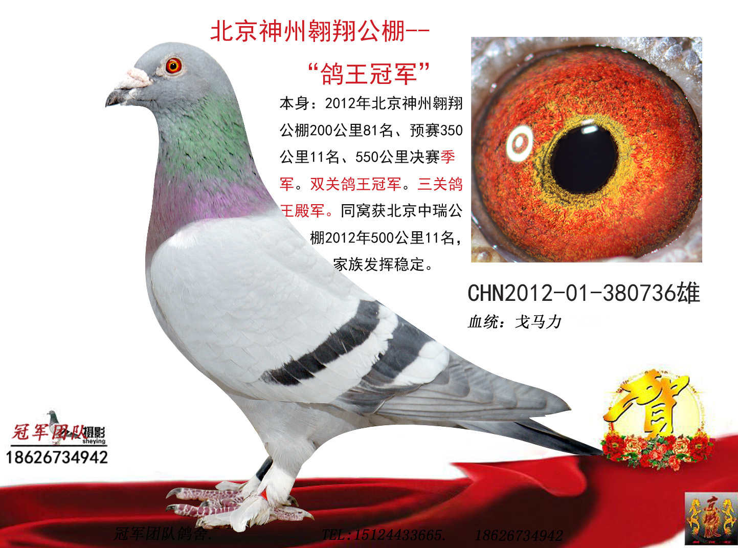 北京神州翱翔公棚--鸽王冠军