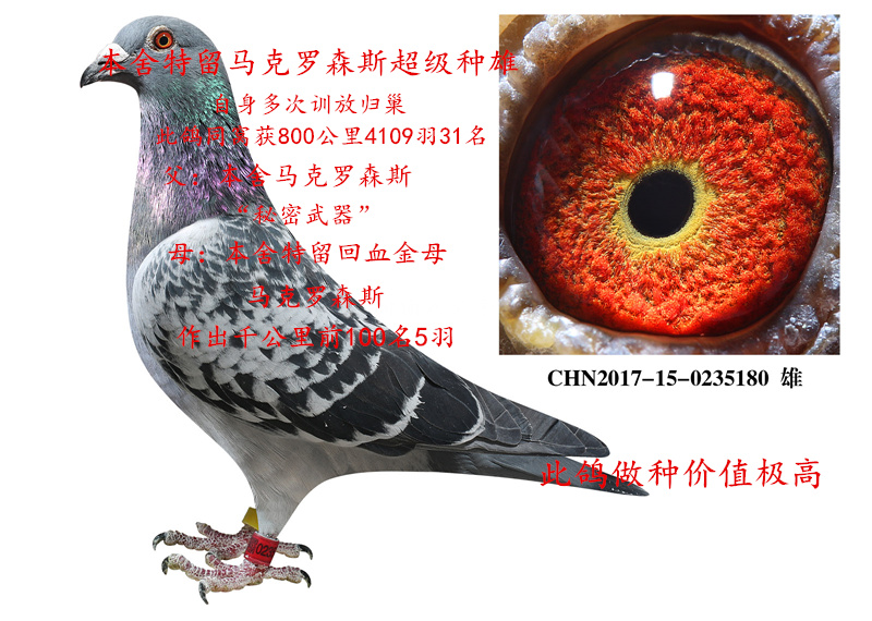 马克罗森斯种雄