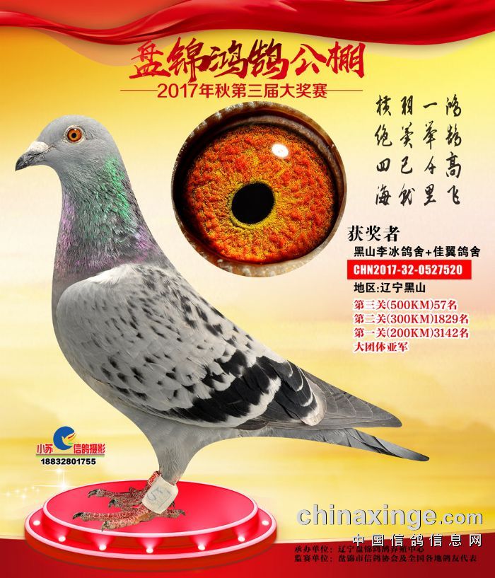 黑山李冰鸽业