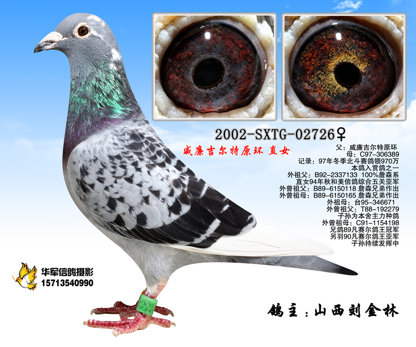 威廉吉尔特原环 直女_山西刘金林_ag188.com爱鸽商城