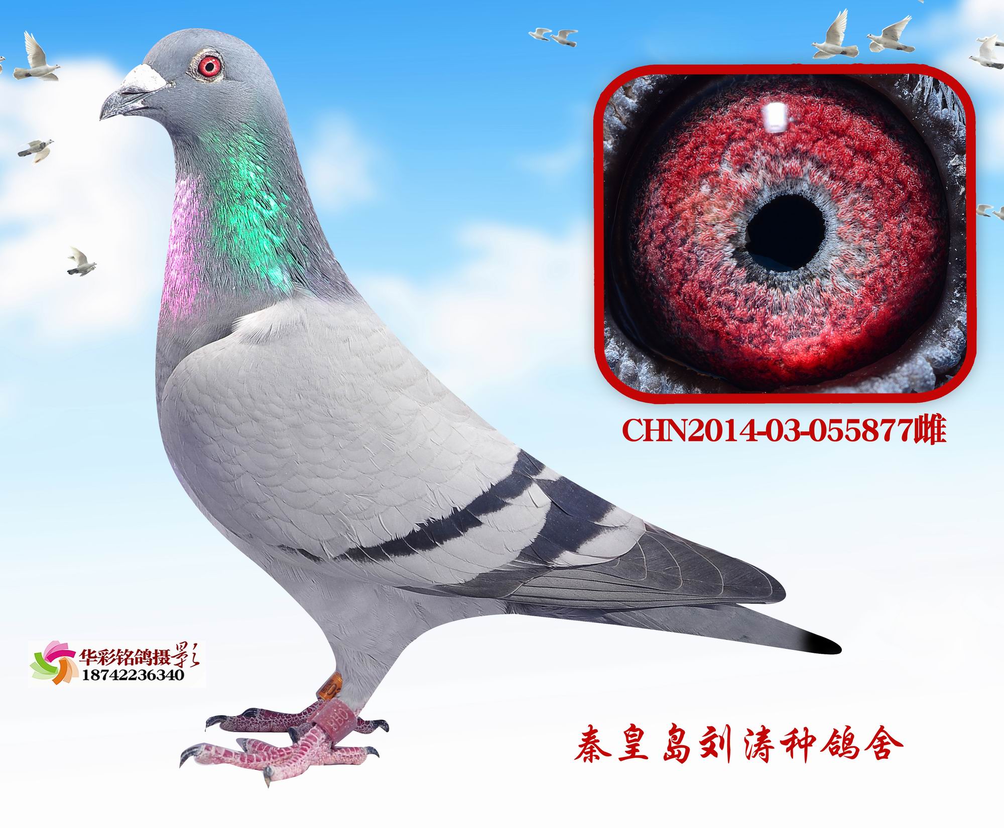 Ӣ877